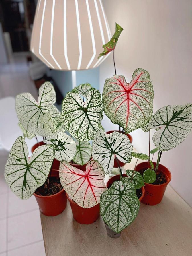 Home In تاينان المظهر الخارجي الصورة